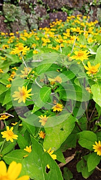 Butter daisy (Melampodium paludosum) 